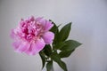 One isolated pink peony with fresh leaves and simple background. Space for text messages in right. Royalty Free Stock Photo