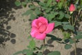 one isolated pink rose bud ready to blossom in the sunny day Royalty Free Stock Photo