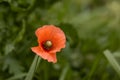 One isolated poppy, green leaves in background