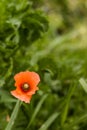 One isolated poppy, green leaves in background