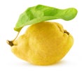 One Isolated quince