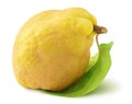 One isolated quince fruit