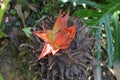 One isolated red Ensete lasiocarpum blossoms Royalty Free Stock Photo