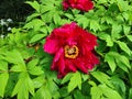 one isolated red peony blossoms with yellow stamens in the bush Royalty Free Stock Photo