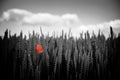One isolated red poppy flower growing in a garden on a field background Royalty Free Stock Photo