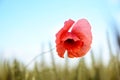 One isolated red poppy flower growing in a garden on a sky background Royalty Free Stock Photo