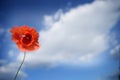 One isolated red poppy flower growing in a garden on a sky background Royalty Free Stock Photo