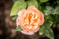 One isolated and single peach rose flower Royalty Free Stock Photo