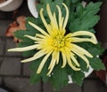 One isolated yellow chrysanthemum flower ready to blossom Royalty Free Stock Photo