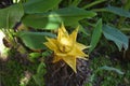 One isolated yellow ensete lasiocarpum blossoms Royalty Free Stock Photo
