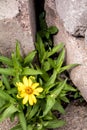 One isolated yellow flower between 2 rocks
