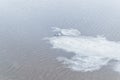 One ivory gull stands on a white ice floe that swims along cold river with ripples in winter in cloudy weather Royalty Free Stock Photo