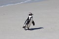 African Penguin Walking