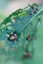 One Japanese beetle Popillia japonica on green leaf in Piemont, Italy Royalty Free Stock Photo