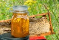 One jar of honey with cells of wax, honeycombs on flowers and green grass background autumn sunny day