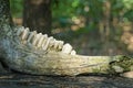 one jaw with teeth and canines of a dead wild animal Royalty Free Stock Photo