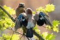 Courtship ritual of pair of Eurasian jays: the male provides food to the female