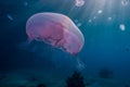 One jelly fish in the Red Sea, eilat israel a.e Royalty Free Stock Photo