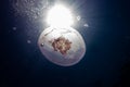 One jelly fish in the Red Sea, eilat israel a.e Royalty Free Stock Photo