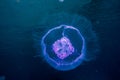One jelly fish in the Red Sea, eilat israel a.e Royalty Free Stock Photo