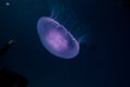 One jelly fish in the Red Sea Royalty Free Stock Photo
