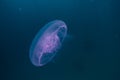 One jelly fish in the Red Sea Royalty Free Stock Photo