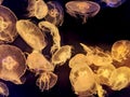 The Sea Life London Aquarium: Jellyfish Royalty Free Stock Photo