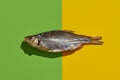 One jerky or dried salted roach, yummy clipfish on colorful background. Salty beer appetizer. Traditional way of Royalty Free Stock Photo