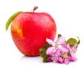 One Juicy Wet Red Apple with leaves and flowers Royalty Free Stock Photo