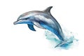 one jumping dolphin is isolated on a white background. Mammal marine animal. Royalty Free Stock Photo