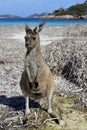 Kangaroo on the beach in Lucky Bay Cape le Grand in Western Australia Royalty Free Stock Photo