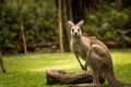 Kangaroo looking at the camera