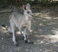 One kangaroo outdoors sitting down Royalty Free Stock Photo
