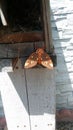 One of a Kind Beautiful Moth