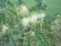 One kind of White Flower that Only nice, Another side leaf, leaf, background