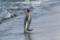 One king penguin marches up the beach after swimming Royalty Free Stock Photo