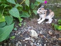 One kitten on grey ground in front of green leafs