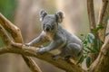 one Koala bear (Phascolarctos cinereus) sits relaxed on a branch of a tree and looks very curious