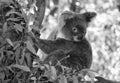 Koala as black and white photo Royalty Free Stock Photo