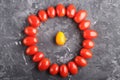 One kumquat in a circle of cherry tomatoes on a black concrete background, contrast, opposition concept