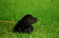 One Labrador Retriever with its head turned is lying in the grass