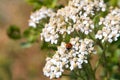 One lady bug on Queen Anne`s Lace flowers Royalty Free Stock Photo