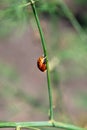 one ladybug larva sits on a green leaf of asparagus Royalty Free Stock Photo