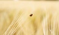 One ladybugs on wheat field