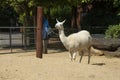 One lama in the zoo. Visiting zoo, summer, family holidays Royalty Free Stock Photo