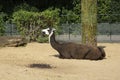 One lama in the zoo. Visiting zoo, summer, family holidays