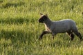 One Lamb Walking Royalty Free Stock Photo