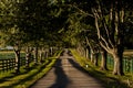 One-Lane, Tree-Lined Road with Black Fences - Bluegrass Region of Kentucky