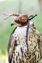 One Lanner falcon (Falco biarmicus) Royalty Free Stock Photo