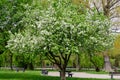 One large apple tree with white flowers in full bloom with blurred background in a garden in a sunny spring day, beautiful Royalty Free Stock Photo